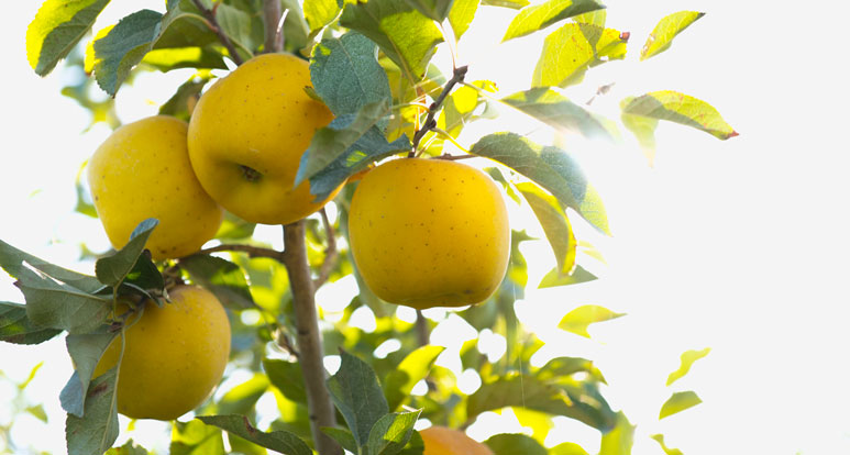 Opal Apples - The Yellow Apple with a Crispy Bite